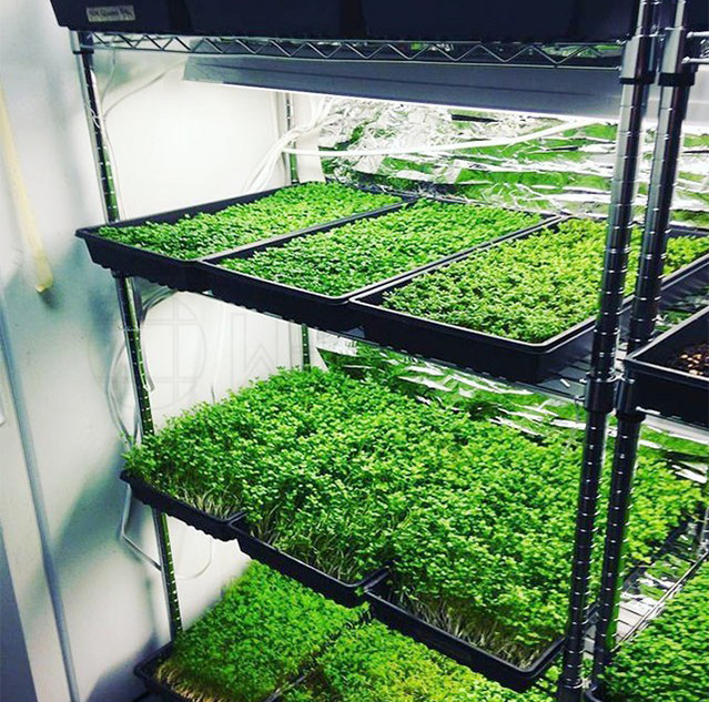 種植土豆農作物培植用架子栽培種子層架防潮防潮濕防蟲防蛀環保架子-川井