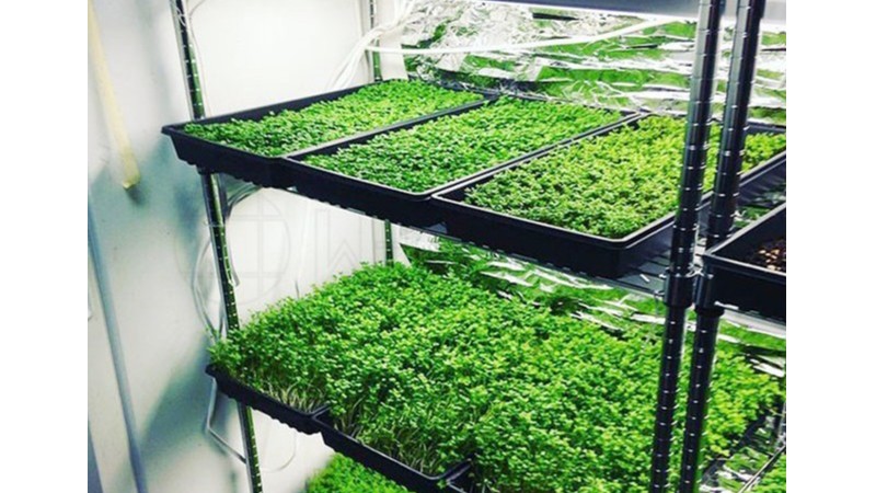 種植土豆農作物培植用架子 栽培種子層架 防潮防潮濕防蟲防蛀環保架子